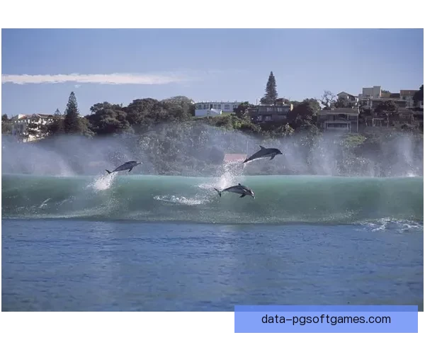 激情澎湃！冲浪高手齐聚，掀起一场海上狂潮
